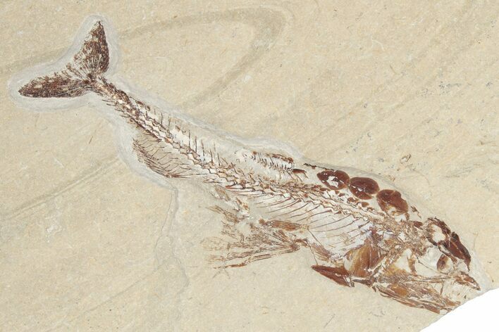 Fossil Eurypholis With Nematonotus & Shrimp - Hjoula, Lebanon #202166